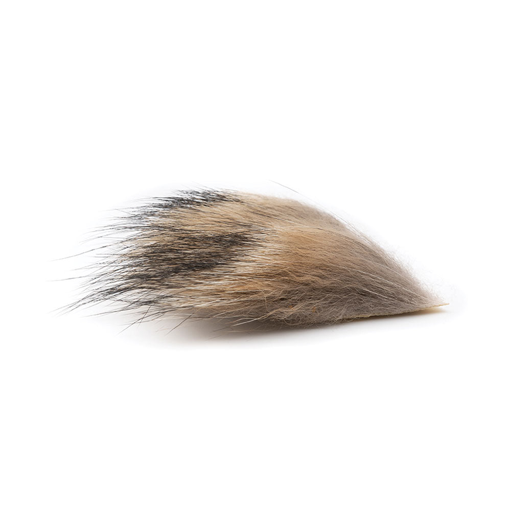 Coyote DEVAUX