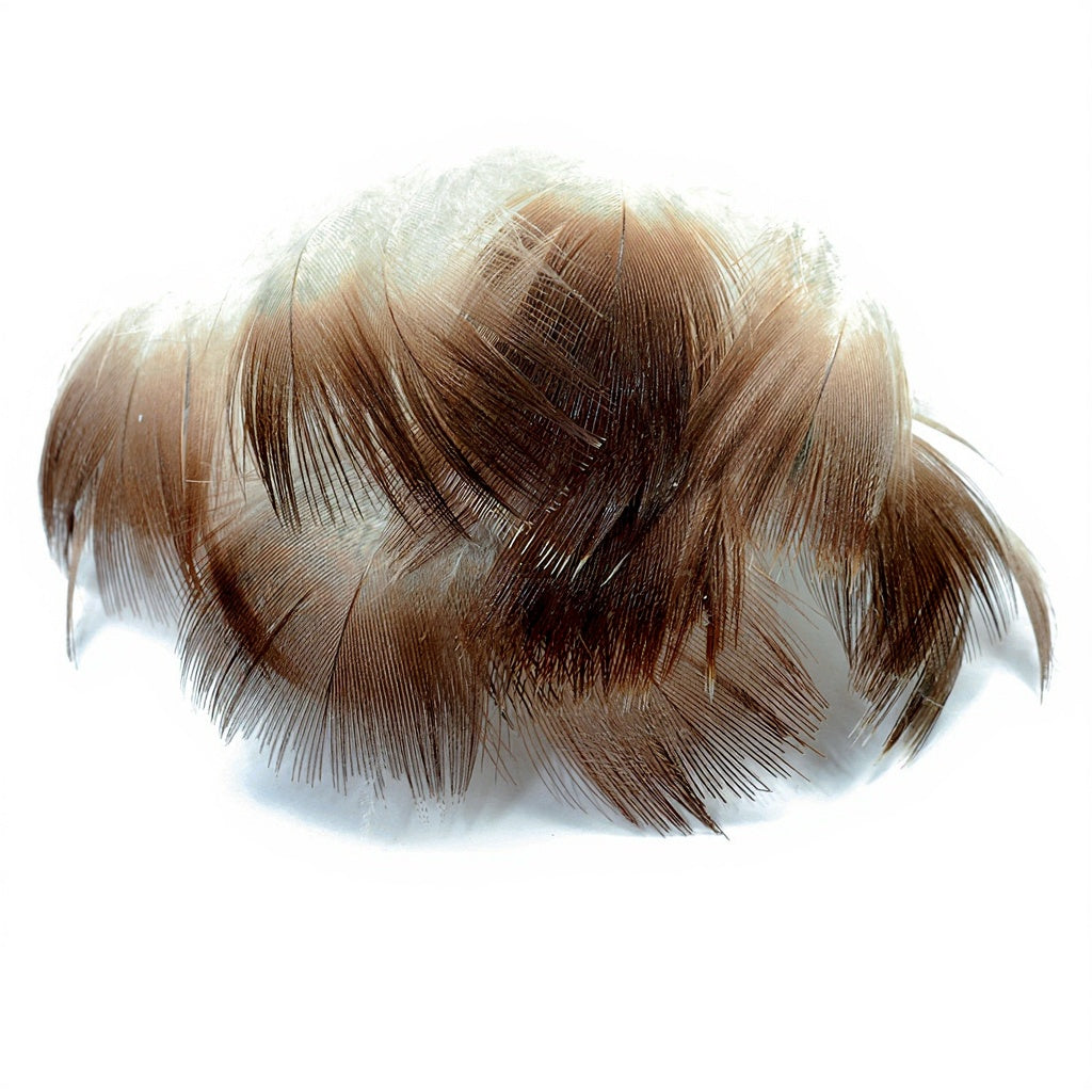Mallard duck brown neck