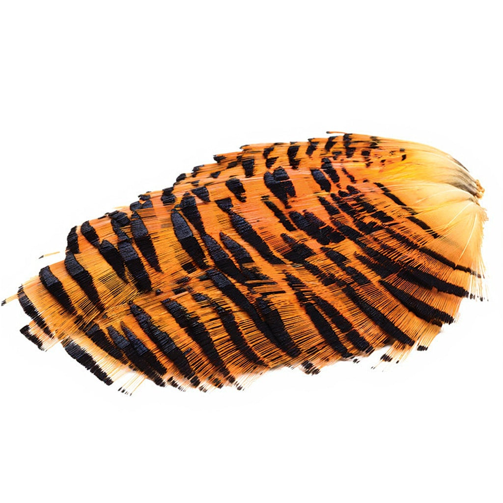 Colerette de faisan doré DEVAUX