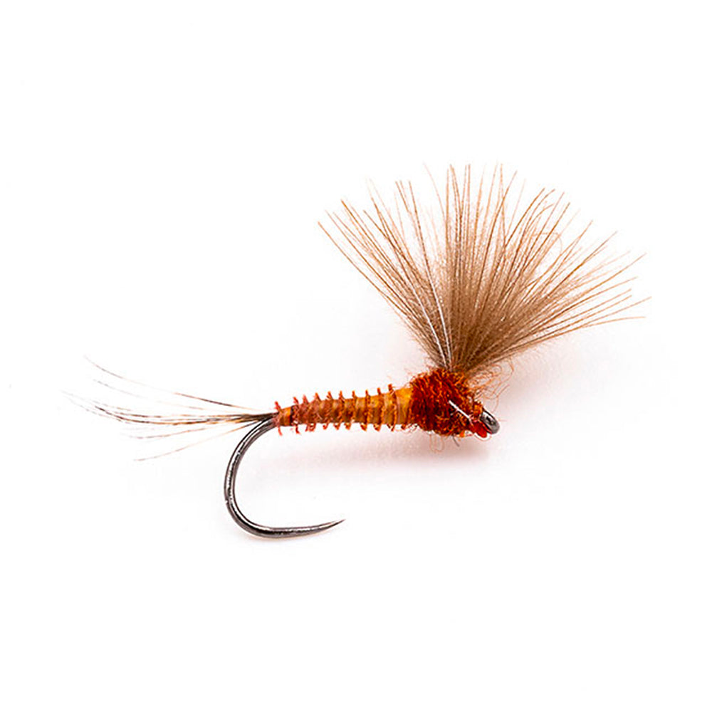 DEVAUX Emerging Fly JBE10